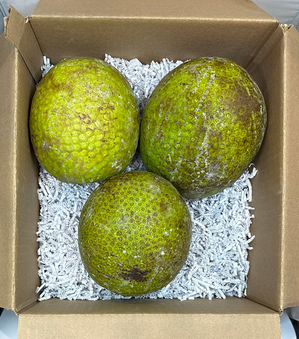Breadfruit Box