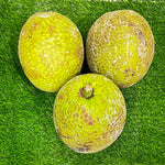 Breadfruit Box